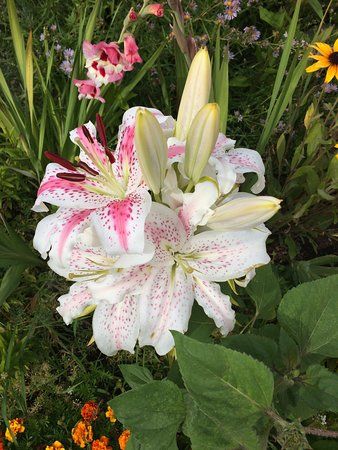 WSU Master Gardener Demonstration Garden